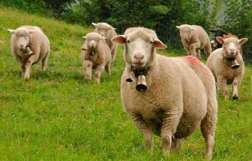 MORALON - Queso de oveja